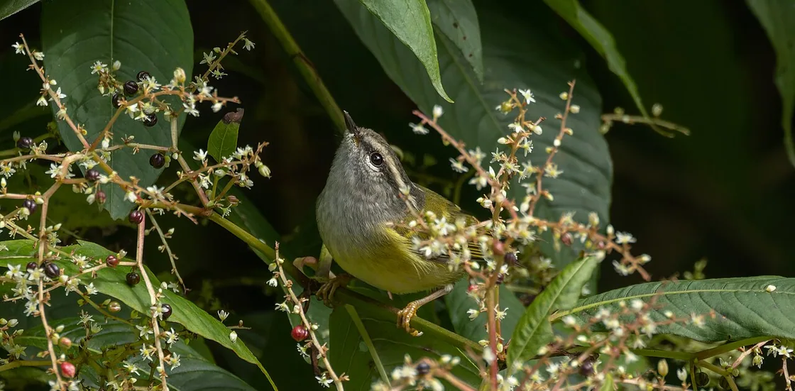 oiseau php